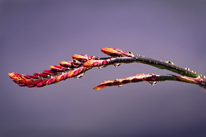 Close up of red flowers pre bloom