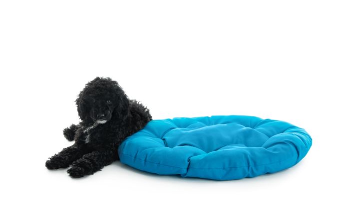 Dog lying with a large blue cushion
