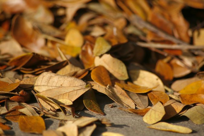 Close up of autumn leaves