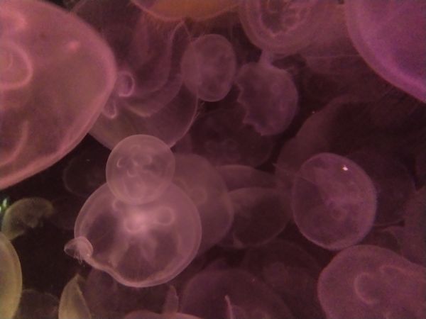 Jellyfish in Pink Light