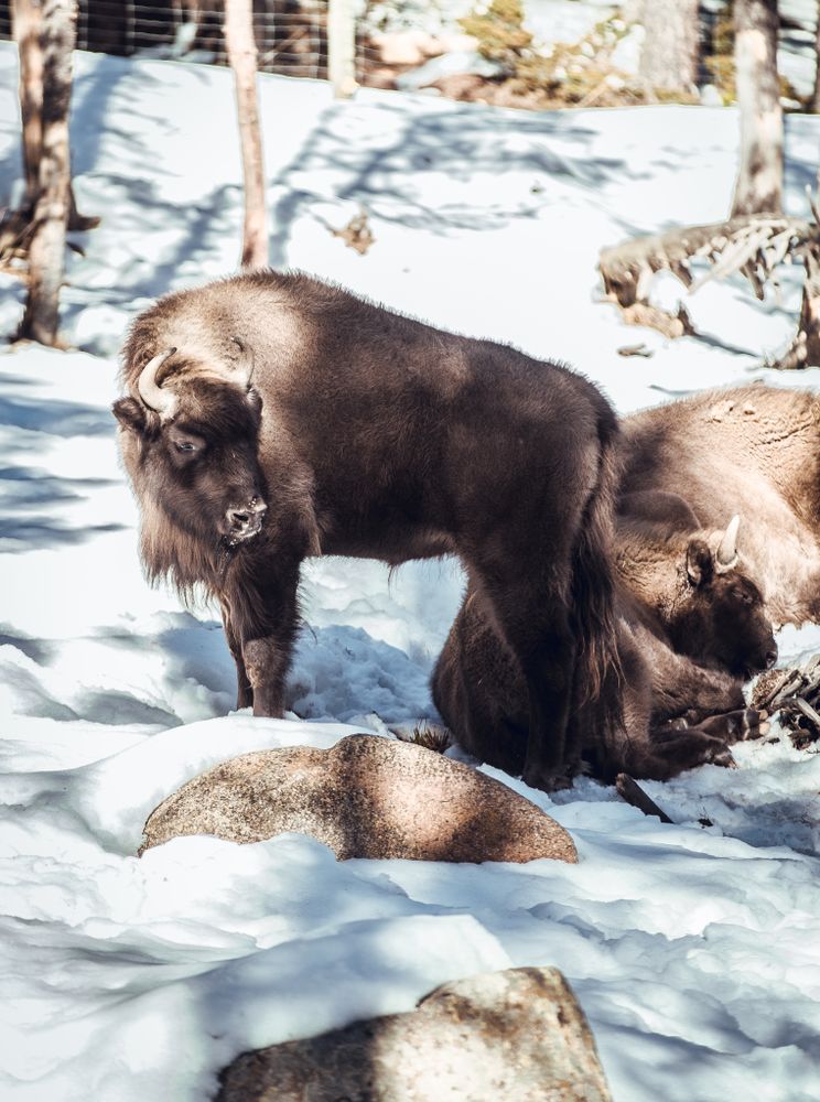 Buffaloes pasturing between trees and snow