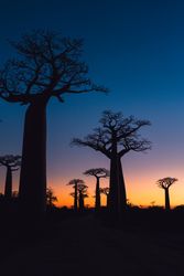 Wonderful sunset among giant baobabs