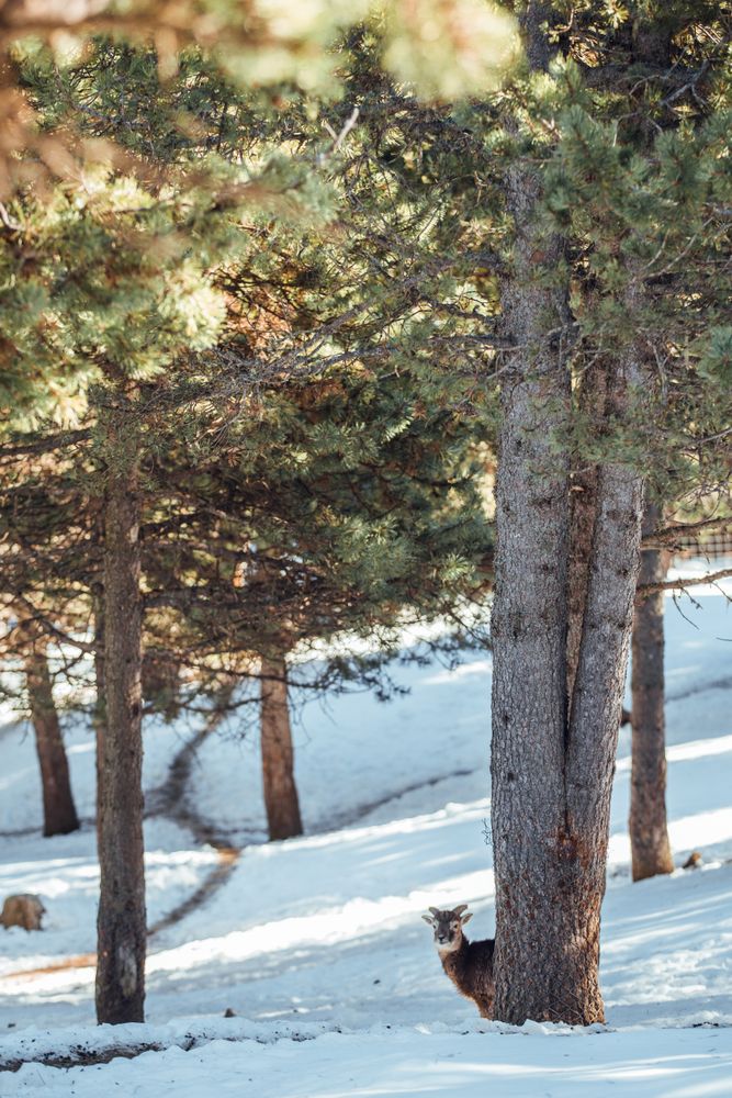 Wild sheep pasturing between trees and snow