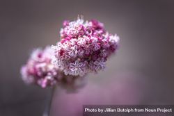 Small flower with different gradients of pink photographed with selective focus 0JLYw4