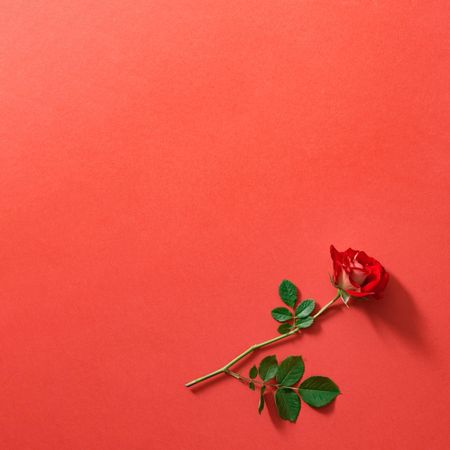 Red rose on red background