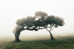 Two intertwined madeira trees