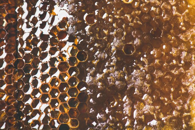 Close up, horizontal composition of honeycomb