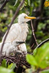 Great egret and offspring on nest