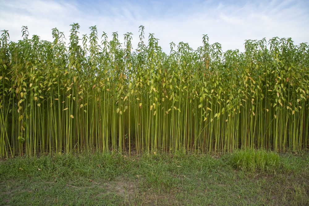 Green jute Plantation field.  Raw Jute plant Texture background. This is the Called Golden Fiber in Bangladesh