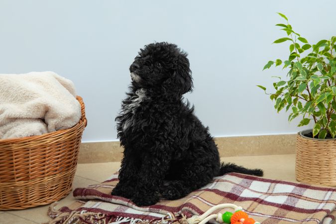 Cute poodle pet at home sitting on blanket