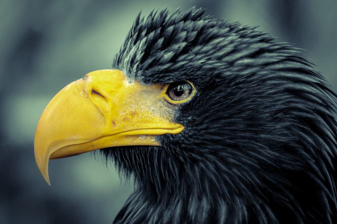Close-up shot of eagle