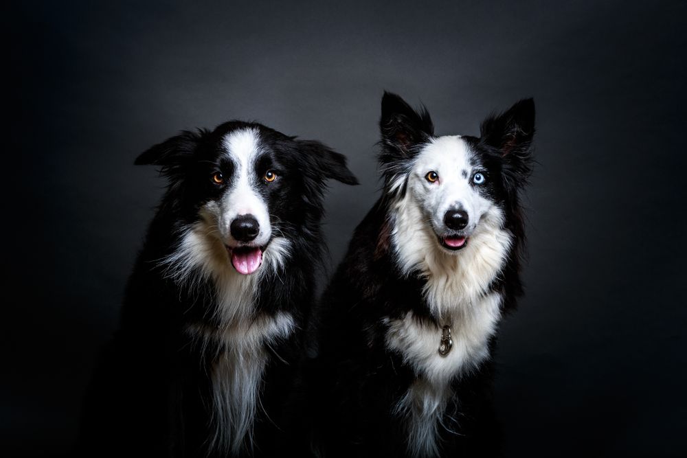 Purebred dogs sitting near each other