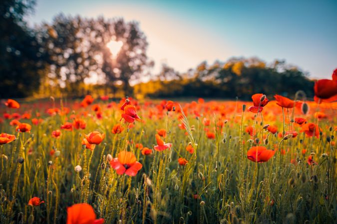 Red flowers growing outside