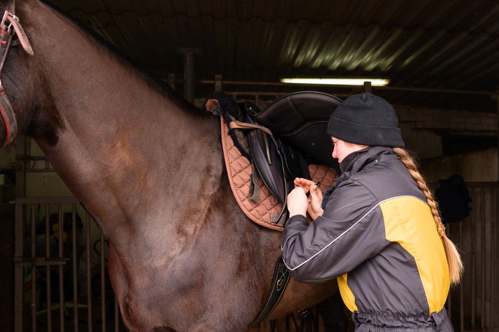 Close-up of saddle adjustment on horse
