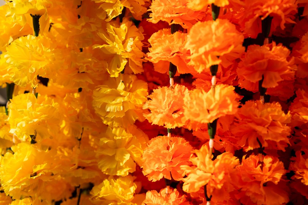Close up of bright flowers
