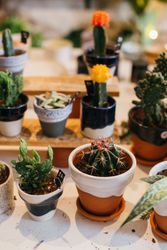 Rows of potted succulents