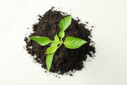 Saplings seedlings in soil on light background, top view and space for text. Environmental protection. Agriculture