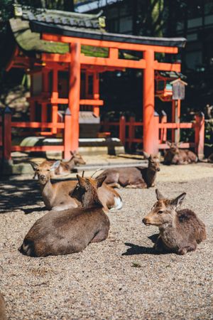 Brown deer beside red Torii in Nara park in Osaka, Japan