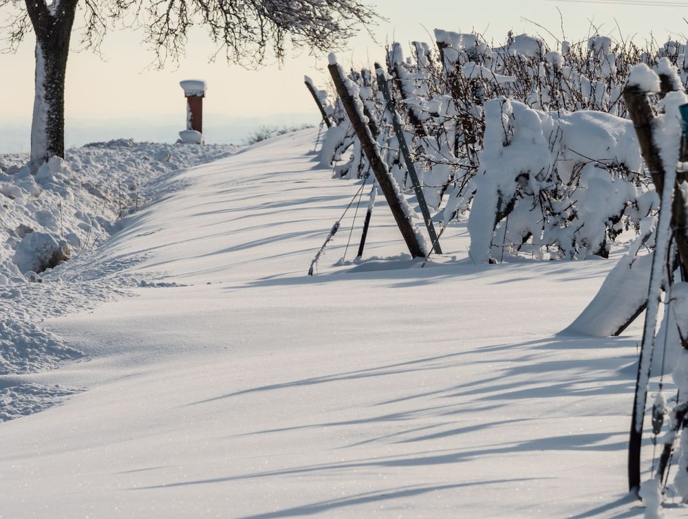 Alsace vineyards under heavy snow on a sunny winter day. Details and top view.