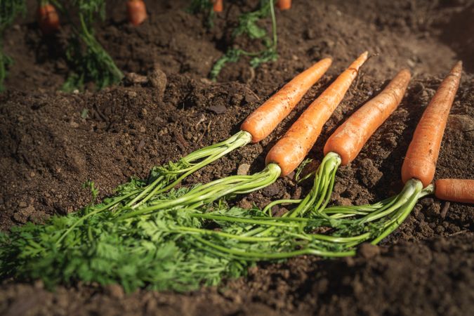 Carrots in dirt ground