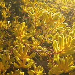 Yellow fuzzy sunlight