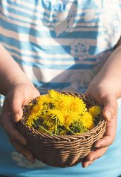 Harvested bowl of edible dandelions