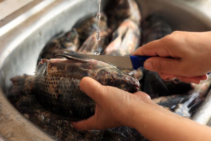 Cleaning Fish on Water Sink Before Cooking, Weed the Fish.