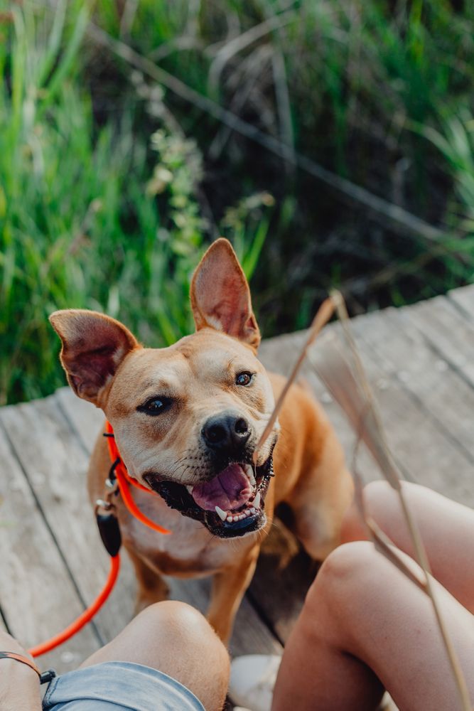 Cheerful adult couple playing with dog at countryside