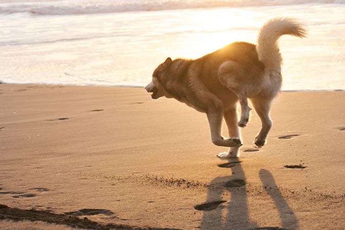 Playful furry dog running on beach