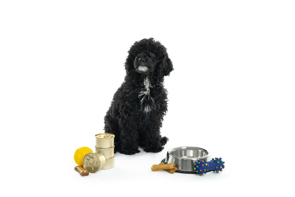 Dog sitting tall with cans of food, a bowl and toys