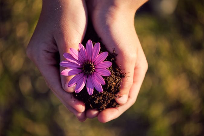 Faceless gardener showing blooming Osteospermum seedling in eart