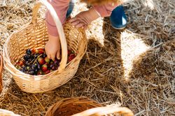 Child picking berries in wicker basket