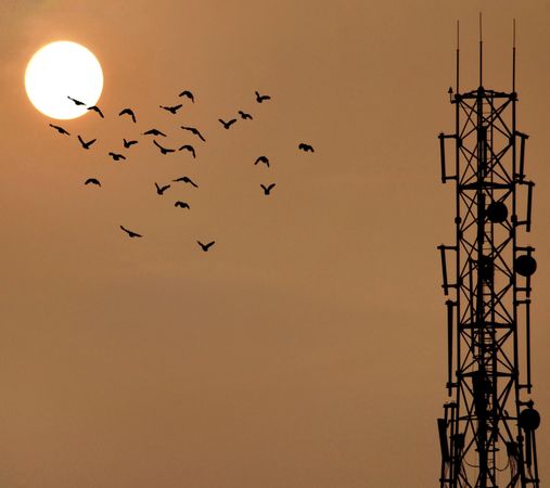 Silhouette of birds flying near the tower
