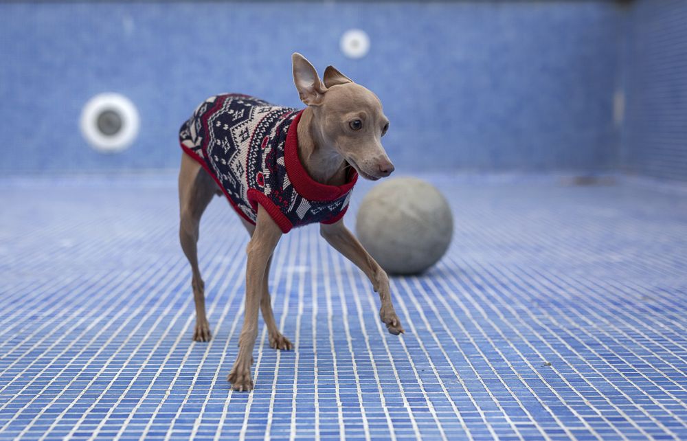 Italian greyhound dog playing in the pool with a ball