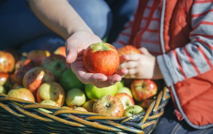 Woman hand showing organic apple from the harvest