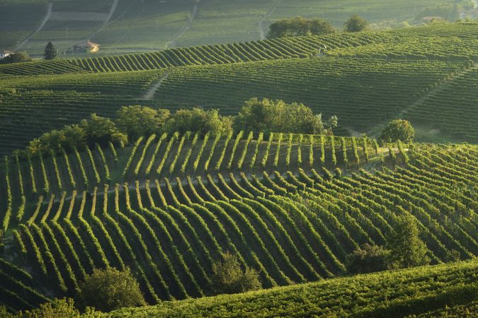 Langhe, trees among the vineyards, Neive, Piedmont, Italy