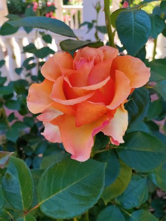Tangerine rose in garden