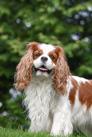 Cavalier king Charles spaniel
