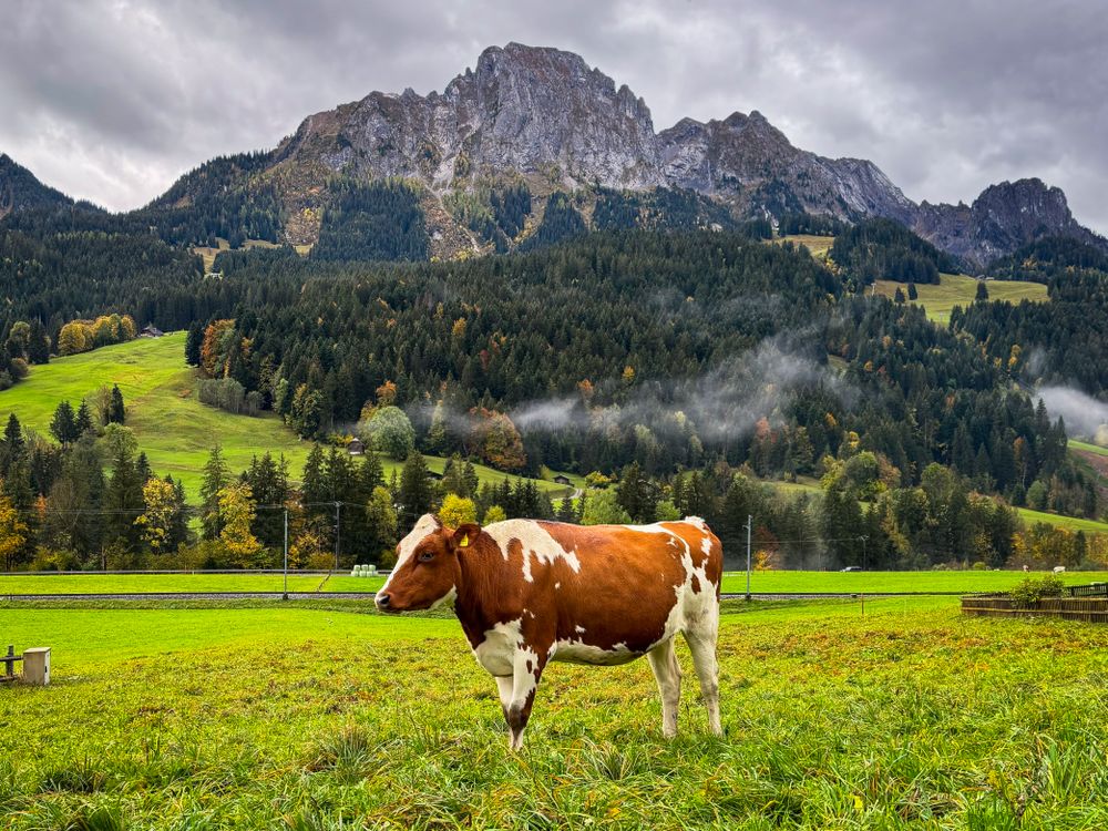 Grass fed brown cow at the foot of the Videmanette