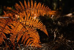 Dry fern leaves in dark forest