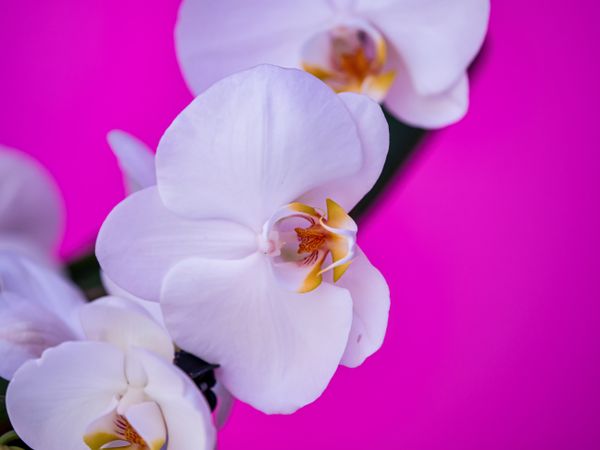 Orchid on a pink background. Decorative flower