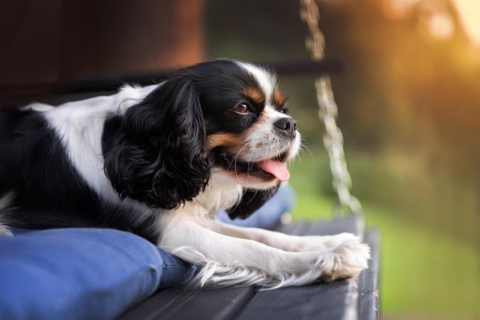 Close up of cavalier spaniel resting on bench outside