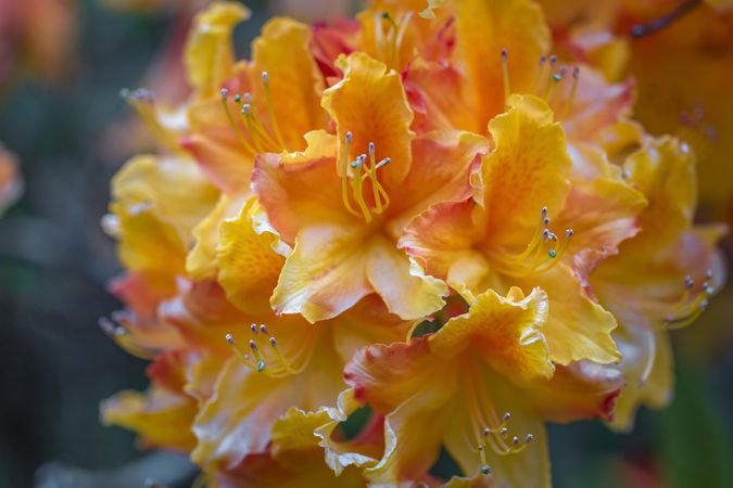 Close up of orange azalea with selective focus