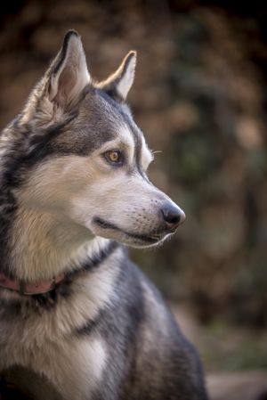 Grey Siberian husky dog in close-up