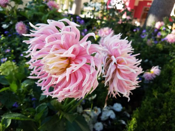 Two pink stars-lady dahlia in a flower patch