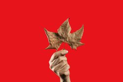 Hand holding a dry autumn leaf against a vibrant red background.