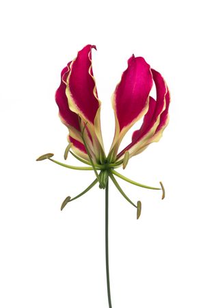 Single glory lily isolated on a light background