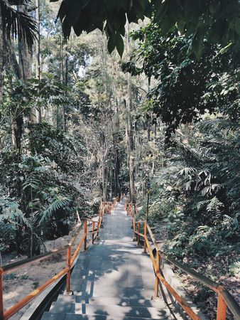 Serene Forest Stairway: A Tranquil Path Through Lush Greenery to a Hidden Destination