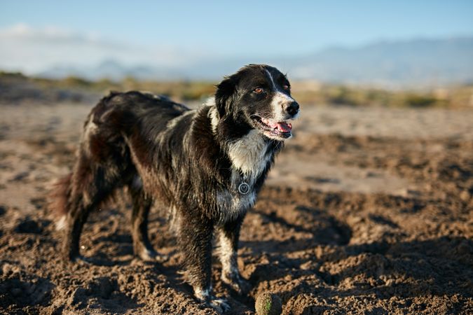 Funny dog sitting on beach