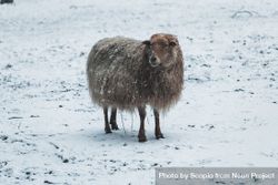 Brown sheep on snow covered ground 5qWGEb